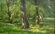 Boesen, John 
(1847 - 1916') 
Denmark: A 
spring day in 
the forest. Oil 
on canvas. 
Signed: 
Monogram ...