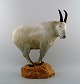 Rare B&G/Bing & 
Grondahl large 
muflon / wild 
sheep, figure 
in stoneware. 
Kuno Norvark 
...