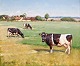 Edsberg, Søren 
(1945 -) 
Denmark. Cows 
on a field. 
Signed. Oil on 
canvas. 51 x 61 
cm.
Framed.