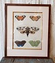 18th century 
hand-colored 
print with 
butterflies in 
beautiful 
wooden frame.
Dimensions: 32 
x 39 ...