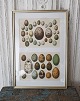 1800s 
hand-colored 
print with eggs 
in beautiful 
silver frame.
Measure: 26.5 
x 38 cm.