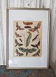 1800s 
hand-colored 
print with 
butterflies in 
a beautiful 
silver frame.
Measure: 26.5 
x 38 cm.