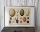 1800s 
hand-colored 
print with eggs 
in beautiful 
simple silver 
frame.Measure: 
26.5 x 38 cm.