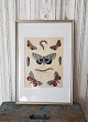 1800s 
hand-colored 
print with 
butterflies in 
a beautiful 
silver frame. 
Measure: 26.5 x 
38 cm.