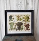 1800s 
hand-colored 
print with 
grapes in old 
black-lacquered 
frame. Measure 
31 x 35 cm.