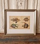 1800s 
hand-colored 
print with 
tropical fish 
in beautiful 
simple silver 
frame.
Measure: 29.5 
x ...
