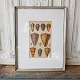 1800s 
hand-colored 
print with 
cones in 
beautiful 
simple silver 
frame.
Measure: 32 x 
41 cm.