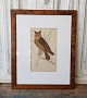 1800s 
hand-colored 
print with Horn 
owls in 
beautiful 
veneered wood 
frame.
Measure: 34 x 
43 cm.
