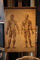 Decorative, old 
teaching poster 
of human 
anatomy, 
paper on 
canvas with a 
really nice 
patina. ...