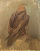 Allan Andersson 
(1904-1979), 
listed Swedish 
artist. Large 
painting. Oil 
on canvas. 
Golden eagle. 
...