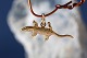 Pendant for 
necklace in 14 
carat gold, 
designed as a 
crocodile. 
Great details 
where both eyes 
...