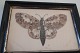 An old 
composition of 
a butterfly in 
the original 
frame
Made of wings 
from a ...
