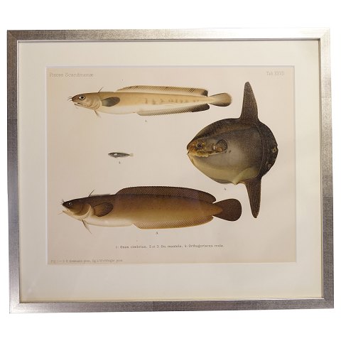 W. Von Wright; Coloured lithography