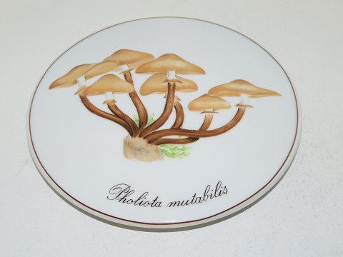 Bing & Grondahl Mushroom Plate
Little Cluster Fungus