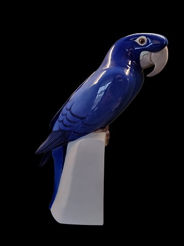 Bing and groendahl blue macaw. Armand Petersen no 2235