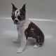 B&G Figurine
B&G 2330 Boston Terrier 19 cm