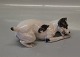 Royal 
Copenhagen 
Smooth haired 
fox terrier 
0704 RC Terrier 
with bone, Chr. 
Thomsen 1905 
Color: ...