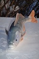 Royal porcelain 
figurie. Royal 
Copenhagen 
perch no. 1138. 
Height 7 cm. 
Length 15 cm. 
1. Quality, ...