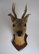 Gefülltet 
Hirsch mit 
Geweih auf 
Holzplatte 
aus Buche. H:. 
44cm. Im 1959 
geschossen.