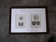 Old fine carved wooden frame , framed with 2 pcs. , 1900 century engravings of seashells. ...