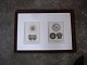 Old fine carved 
wooden frame , 
framed with 2 
pcs. , 1900 
century 
engravings of 
seashells. ...