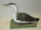 Stuffed 
red-throated 
diver. 20th 
century. Gavia 
stellata. 
Winter dress. 
Mounted on a 
green ...