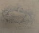 Bang, Falke 
(1912 - 1998) 
Denmark: A swan 
on the nest. 
Lead on paper. 
Signed: Falke 
Bang, 22 May 
...