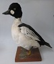 Stuffed 
Goldeneye - 
Bucephala 
clangula. 
Denmark, 20th 
century. The 
wooden stand. 
H: 33 cm.