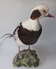 Stuffed 
long-tailed 
duck - he - 
Clangula 
hemalis. 
Denmark. H .: 
31 cm.