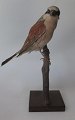 Red-backed 
shrike - he - 
Lanius 
collurio. 
Denmark. 20th 
century. H .: 
20 cm.
