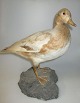 Stuffed Wigeon 
- Anas 
penelope, 
Denmark, 1982. 
Stuffed of 
Conservator O.K 
Larsen. Height 
.: 28 ...