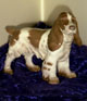 Bing and 
Grondahl.
cokkerspaniel 
Figure B & G 
nr.2095
Height: 16 cm