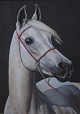 White Arabian horse, gouache on cardboard.
