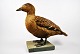 Stuffed eider 
bird, she. 
Somateria 
molissima, 20th 
century. 
Denmark. 
Mounted on 
foot. H: 36 ...