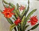 Danish artist 
(19th century) 
A christmas 
cactus. Oil on 
masonite.
33 x 41 cm. 
Unsigned.
Framed.