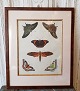 18th century 
hand-colored 
print with 
butterflies in 
beautiful 
wooden frame.
Dimensions: 32 
x 39 ...