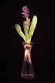 item no: hyacintglas klart