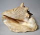 Large old 
concave, 20th 
century. L .: 
25 cm. H: 13.5 
cm.