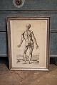 1800 century 
engraving of 
human anatomy 
of the body 
framed in 1900 
century silver 
frame with a 
...