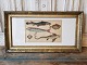 1800s 
hand-colored 
print with fish 
in beautiful 
old silver 
frame. 
Dimensions: 
26.5 x 48 cm.