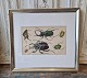 1800s 
hand-colored 
print with 
scarab in 
beautiful 
simple silver 
frame. 
Dimensions: 32 
x 35.5 cm.