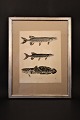 item no:
Fiske tryk nr.1 item no:
Fiske tryk nr.1