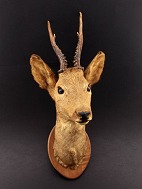 Head mounted  deer