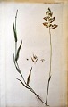 Danish artist 
(18th century): 
Flora Danica 
print planche 
no.1059. 
Published 1787 
- 1799. ...