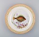 Royal Copenhagen Fauna Danica fish plate in hand-painted porcelain with fish and 
gold decoration. Model number 19/3549.
