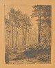 Skovgaard, 
Niels Kristian 
(1858 - 1938) 
Denmark: 
Forrest scene. 
Etching. 
Signed. NK 
Skovgaard ...