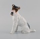 Classic Rose Collection. Rosenthal Group. Ruhåret fox terrier i håndmalet 
porcelæn. Midt 1900-tallet.
