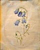 Hansen, Carl Christian Constantin (1804 - 1880) Denmark: Bellflowers. Watercolor on paper. Verso ...