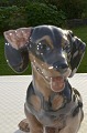Royal porcelain 
figurine, dog 
no. 856 height 
20 cm. 7 7/8 
inches. 1. 
Quality, fine 
condition. ...