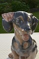 Royal Copenhagen figurine 856 Dachshund